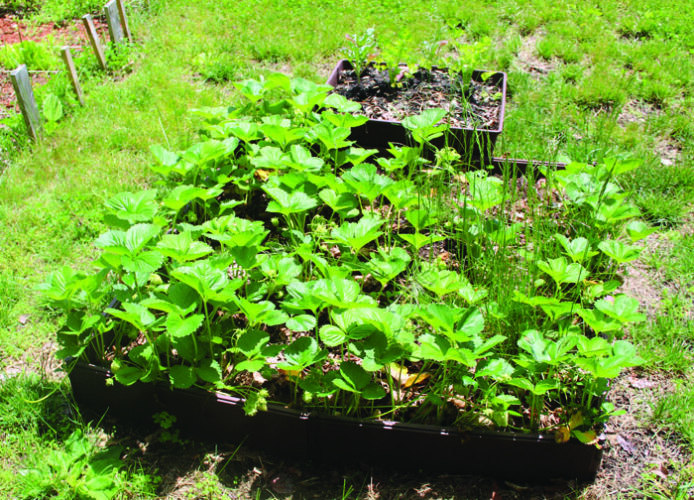 How to Separate Rocks from Dirt and Sow Success Grit